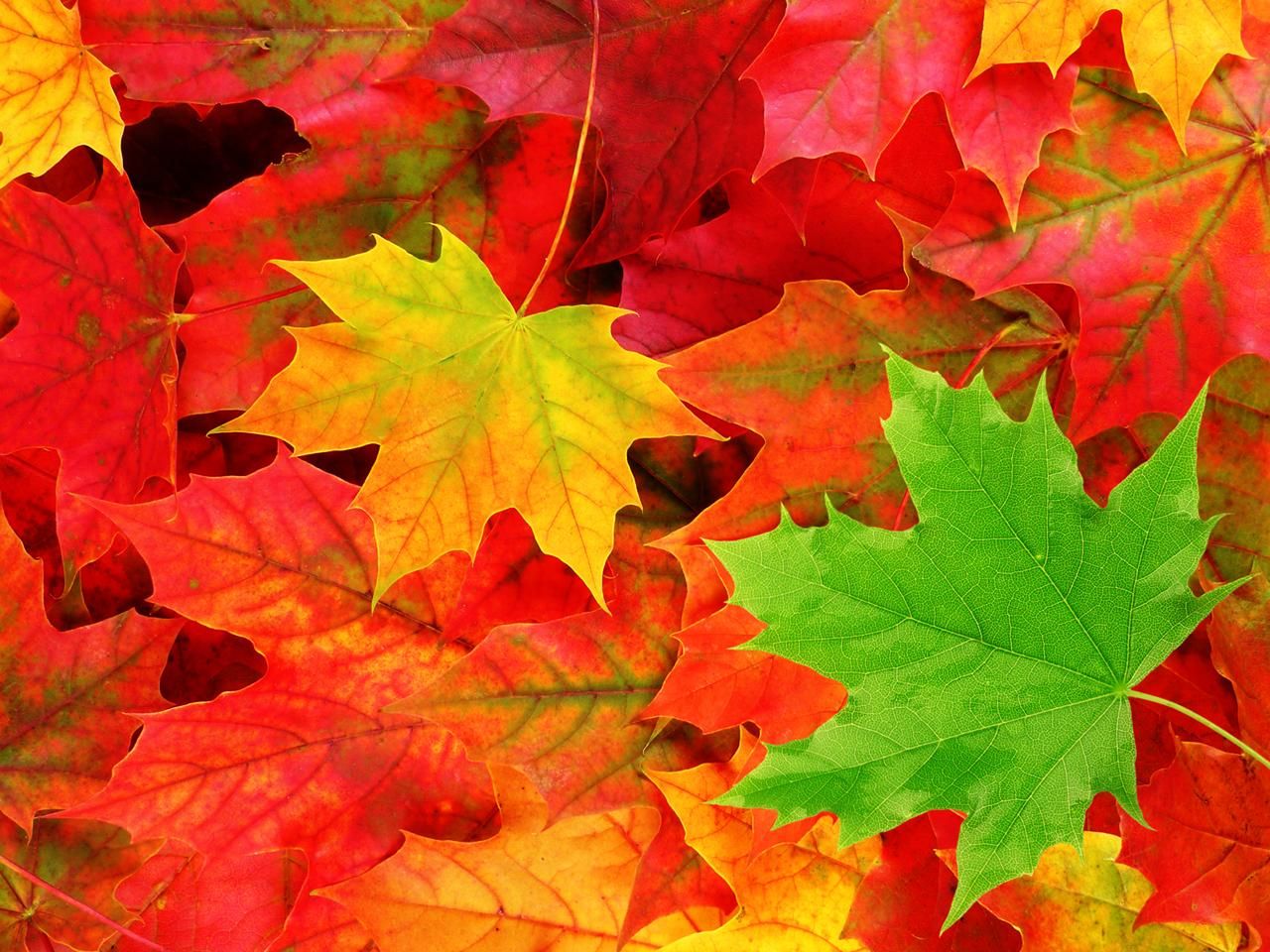 Herbst desktop hintergrundbilder kostenlos HD
