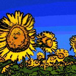Sonnenblume Pop