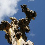 Zwei Milliardstes Foto auf flickr