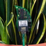 botanicalls_kit_in_plant_250.jpg