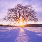 Untergehende Sonne frontal hinter winterlichem Baum im Gegenlicht
