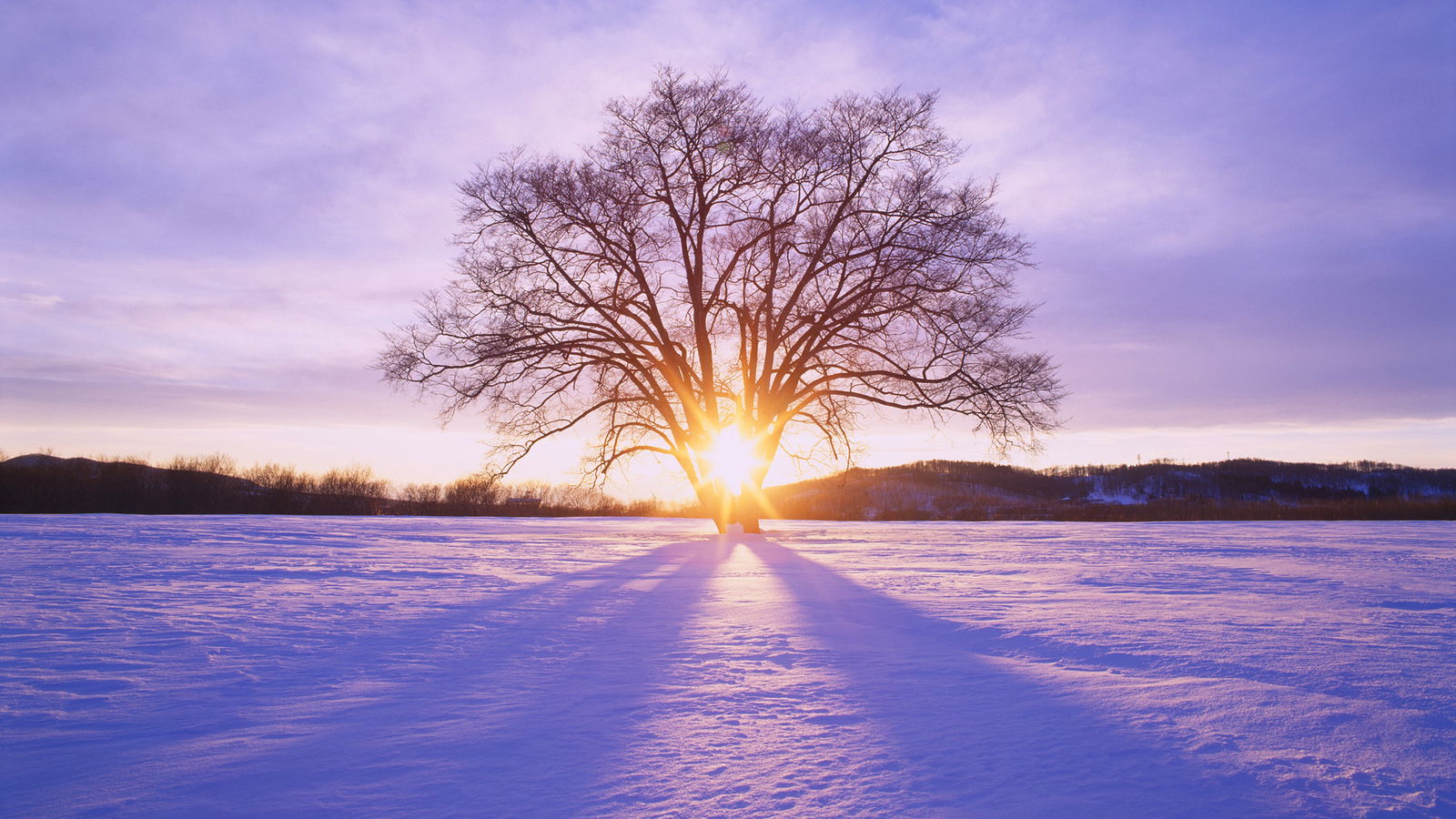Untergehende Sonne frontal hinter winterlichem Baum im Gegenlicht