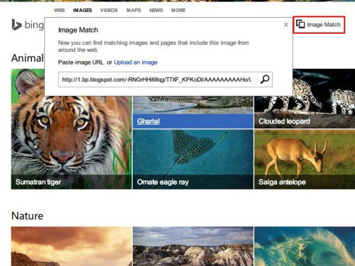 bing-bild-suchen-mit-vorlage