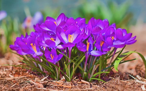 fruehling-2015-krokusse