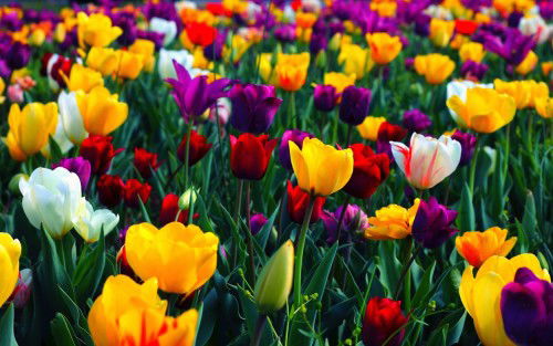 fruehling-2015-tulpen
