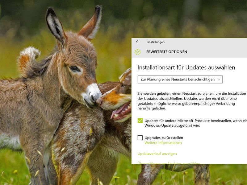 Windows 10: Updates halb-automatisch installieren