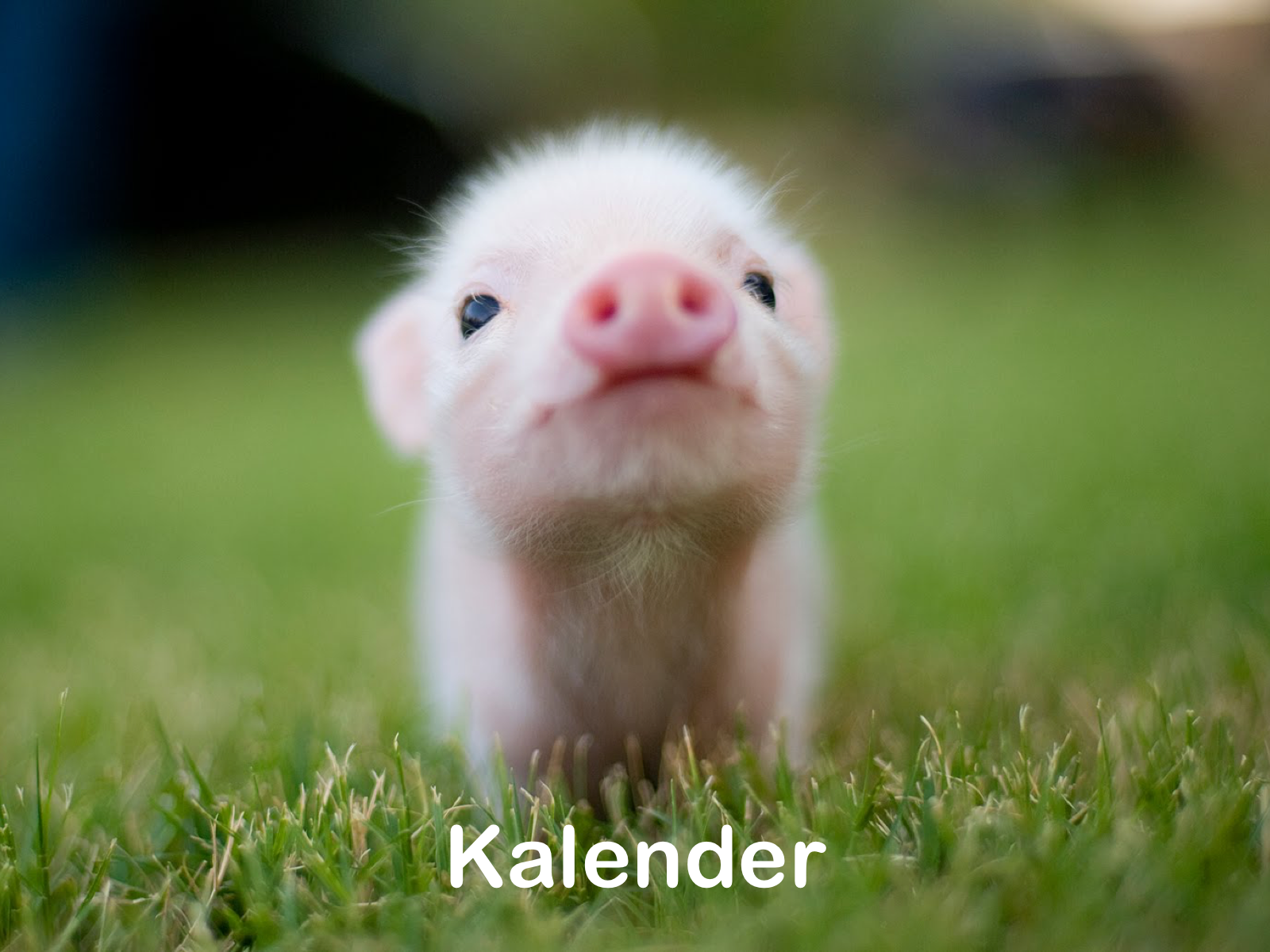 GRATIS-Vorlage: Foto-Kalender mit eigenen Bildern