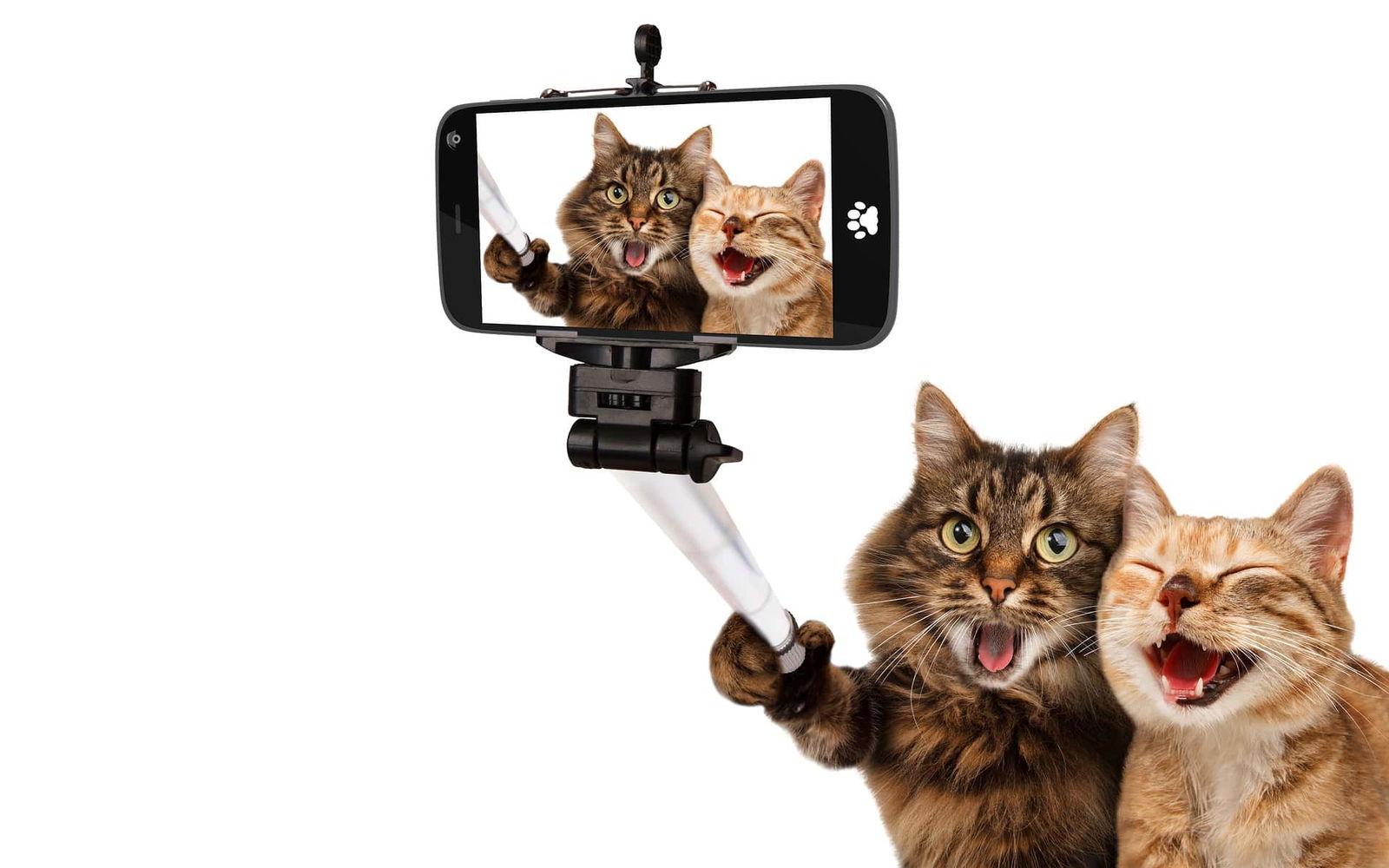 Influencer Marketing