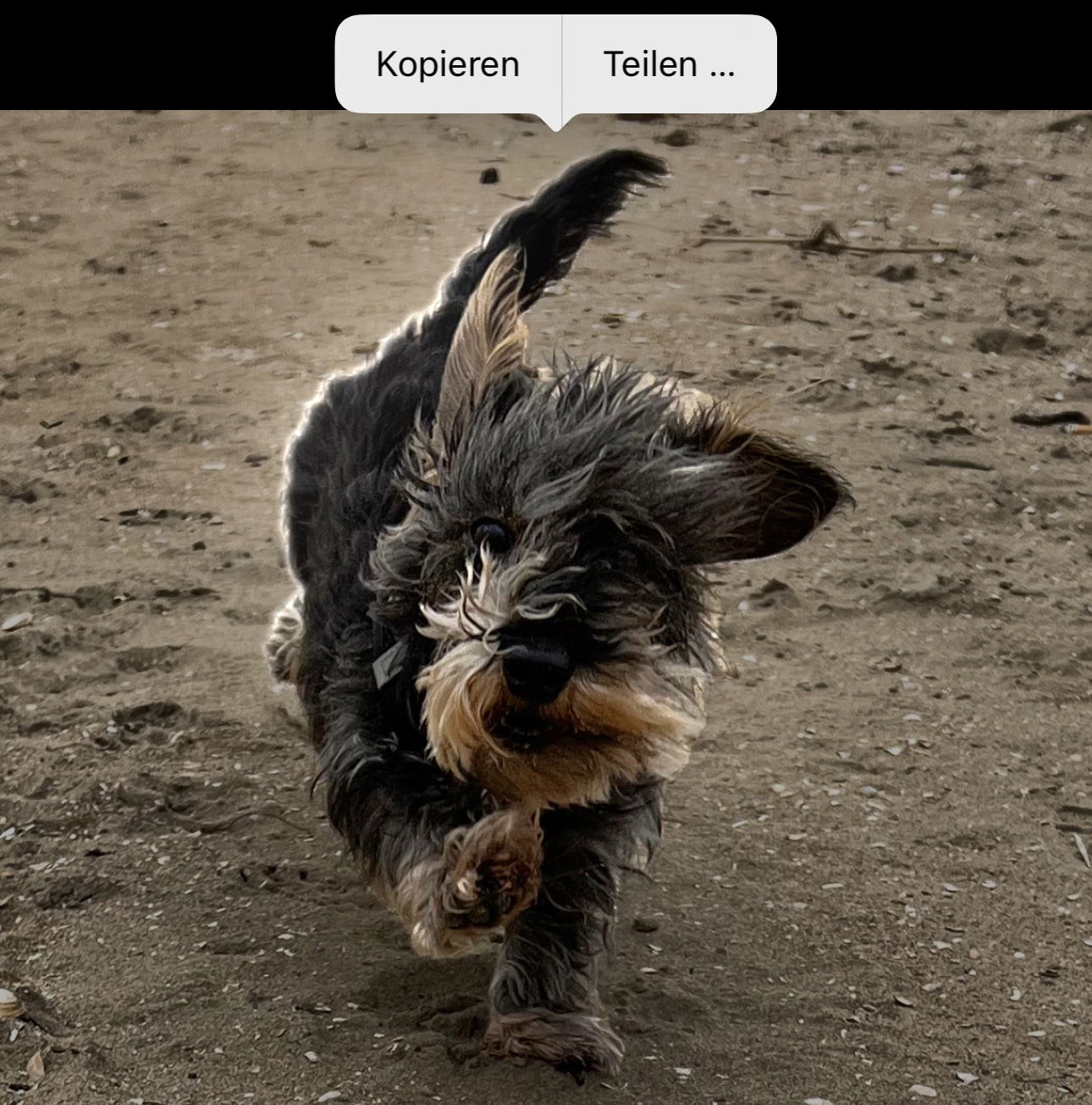 Versteckter Hack: Bilder in iOS 16 freistellen
