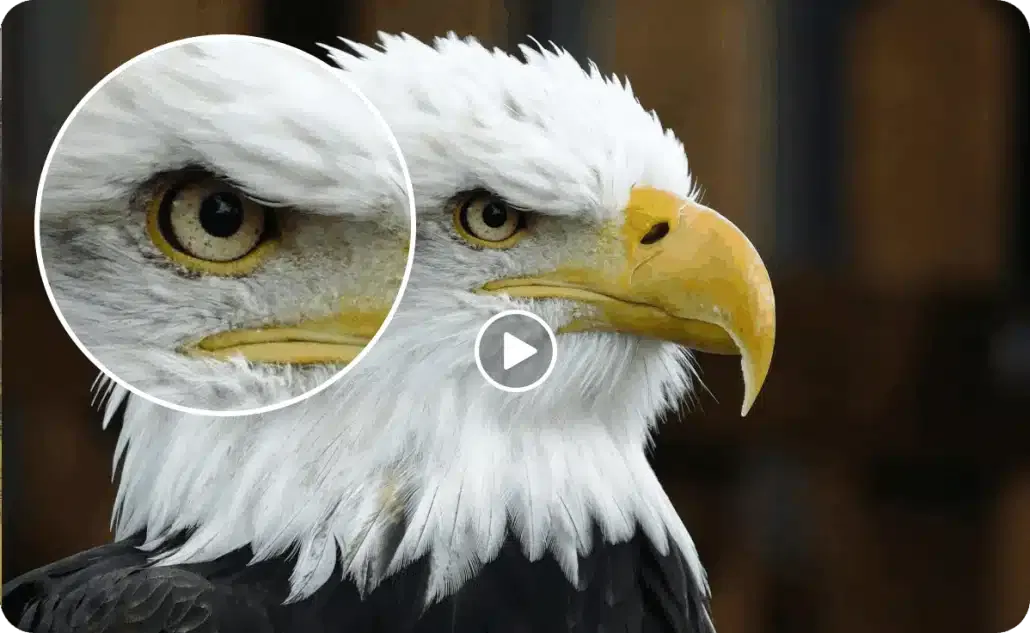 Mit KI die Videoqualität verbessern: VikPea macht das gut