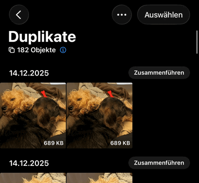 Zwei Hunde in Bildern, Duplikate angezeigt.
